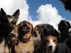 Charleston Dog House