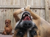 Charleston Dog House