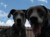 Charleston Dog House