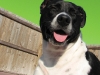 Charleston Dog House